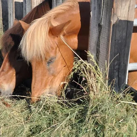 Lisa 95qm, Angenehm Ruhig 아파트 Haßloch